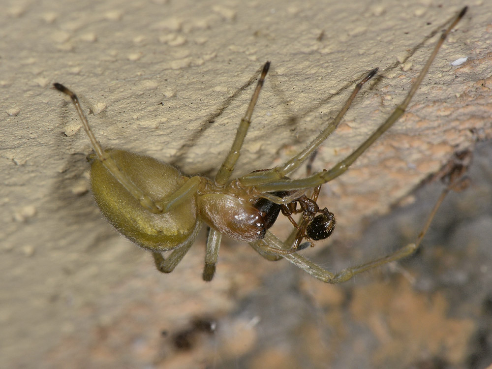 Cheiracanthium sp. - Borrello (CH)